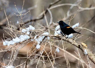 Red Winged Blackbird in a forest in Quebec.