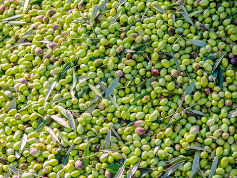 closeup of olives in a olive oil machine