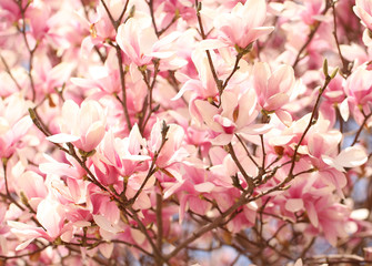 Magnolia tree blossom in springtime