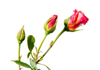 Three roses in the process of maturation.