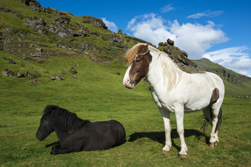 Fototapeta na wymiar White with brown spots standing Icelandic horse and small black laying Icelandic horse on a nature background, Iceland