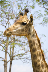 giraffes in the zoo safari park