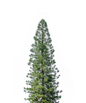 pine trees is isolated on a white background