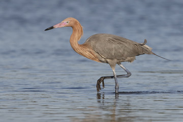 Reddish Egret Foraging in a Shallow Tidal Lagoon - Florida