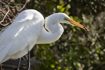 Great Egret Eating an Anole - Florida