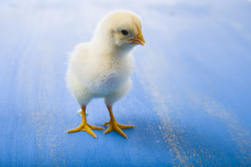 Yellow chicken on a  wooden background
