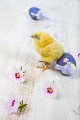 Yellow chicken and easter eggs