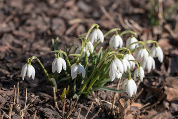snowdrops close up