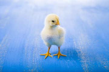 Yellow chicken on a  wooden background