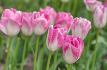 tulips in the spring