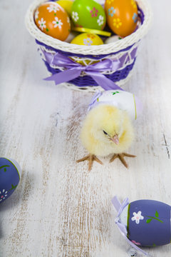 Yellow chicken and easter eggs