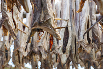 Closeup of Stockfish hanging to dry