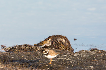 Ringed Plover and Dunlin birds