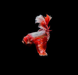 Obraz na płótnie Canvas Capture the moving moment of red siamese fighting fish , betta
