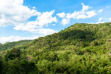 Fototapeta na wymiar Hill Evergreen Forest,Khao Yai National Park Thailand