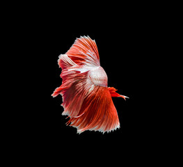 Capture the moving moment of red siamese fighting fish , betta