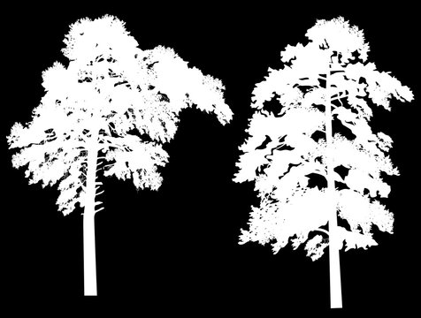 two large white pine silhouettes isolated on black