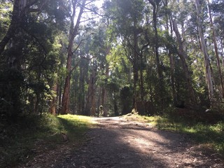 Fototapeta premium sunlit forest path