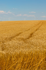 Ripe Cereal field