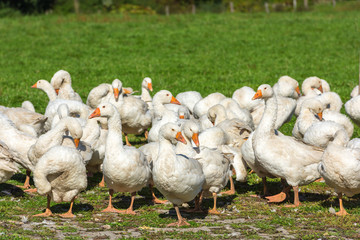 Geese gaggle grazing on green grass