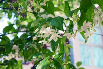 White flowers in a garden.
