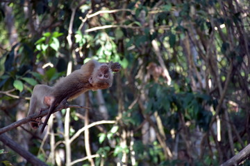 Monkey lying on the branch