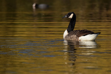 Canada Goose, Branta canadensis