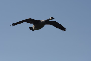 Canada Goose, Branta canadensis