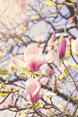 Blooming magnolia branch on a tree in the garden. Flowering magnolia tree densely covered with beautiful fresh pink flowers