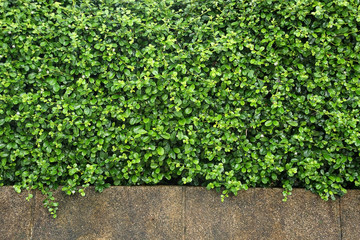 Green plants wall for background.