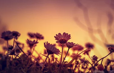 Foto auf Acrylglas Gänseblümchen Daisy field on sunset