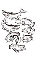 fish drawing