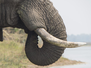 Elefante africano

