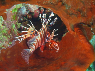 Scorpionfish, Island Bali