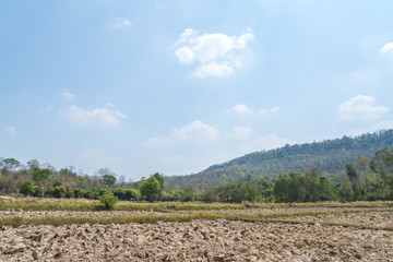 Countryside landscape : background of dry rice paddy field after havest and rubber plantation in the afternoon sunlight at thailand countryside