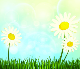 Summer. Daisies in the green grass.