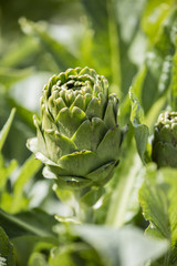 Artichoke in garden Artichoke