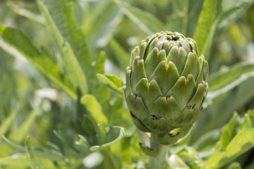Artichoke in garden Artichoke