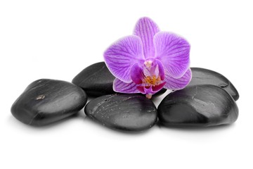 Fototapeta na wymiar zen basalt stones and pink orchid