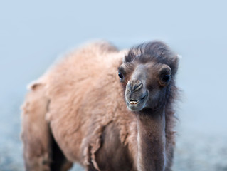 Bactrian Camel in Nubra valley, Ladakh, North India