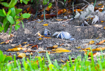 Blue Land Crabs