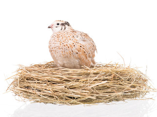 Cute adult quail