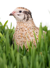 Cute adult quail