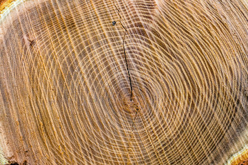 Fototapeta premium Baumstamm