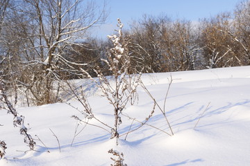 Field is full of snow and trees are background