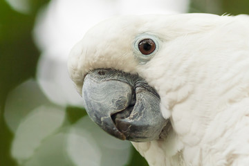 White Cockatoo, Umbrella Cockatoo (Cacatua alba) © elitravo