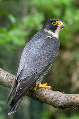 Peregrine Falcon (falco peregrinus) perched branch