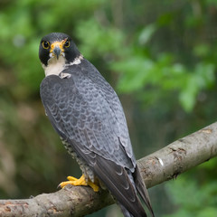 Peregrine Falcon (falco peregrinus) perched branch