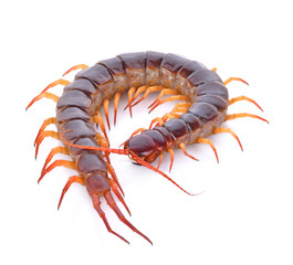 centipede on white background