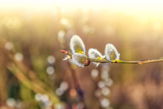 Weidenk&auml;tzchen | Willow Catkins | Salicaceae